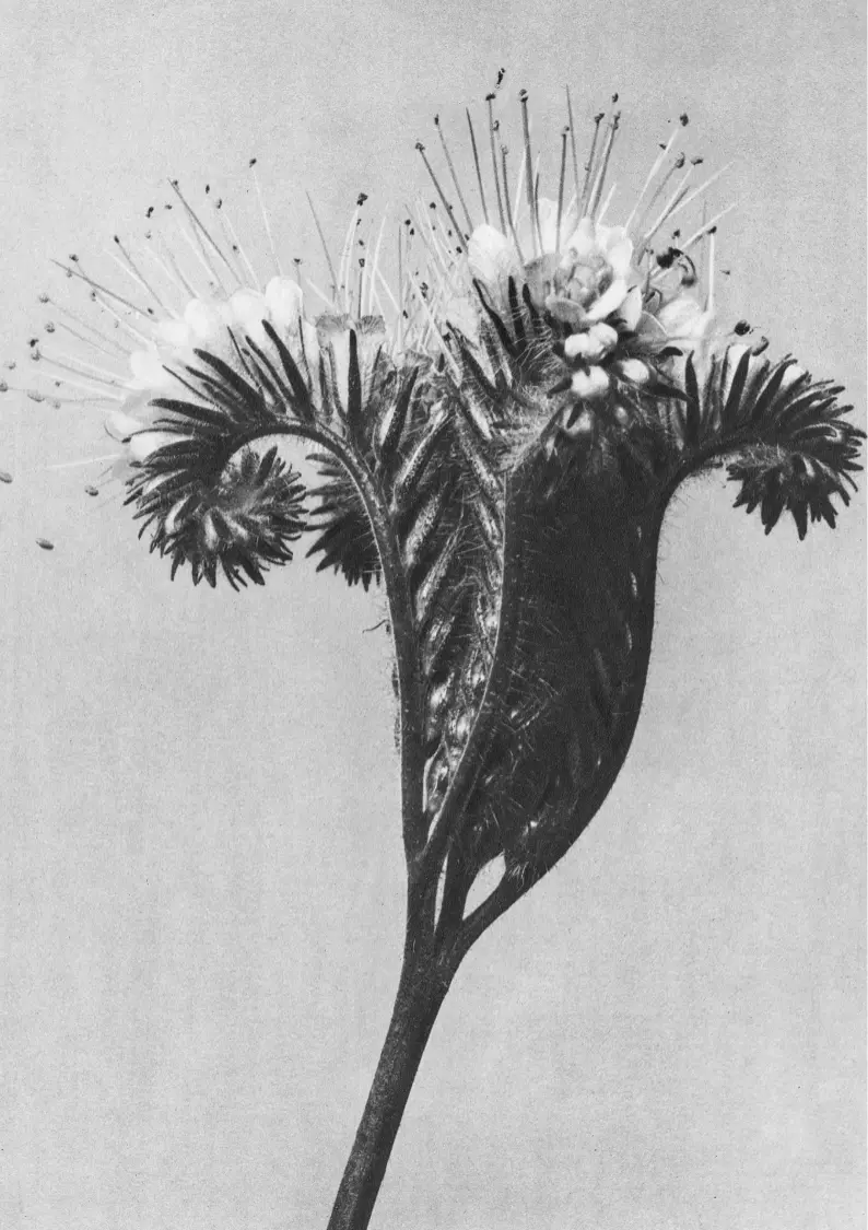 Operations. Optimized. Amplified. OpsVance Black and white photography close up of a flower.