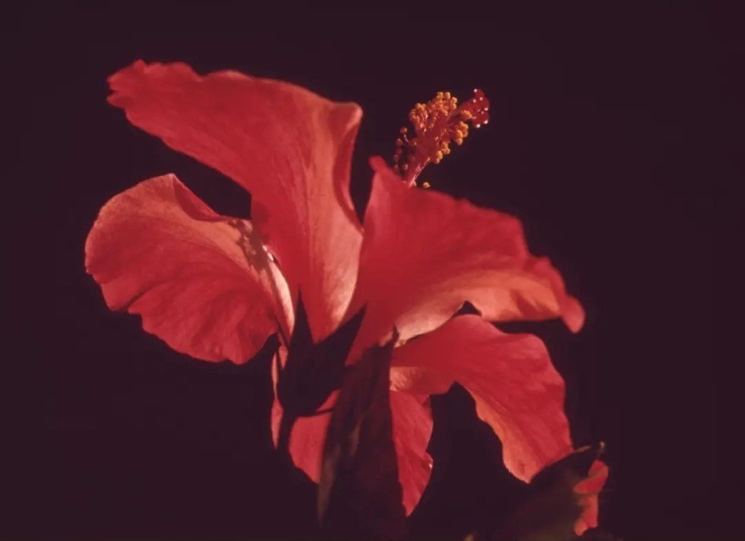 Operations. Optimized. Amplified. OpsVance Photography close up of a red flower.